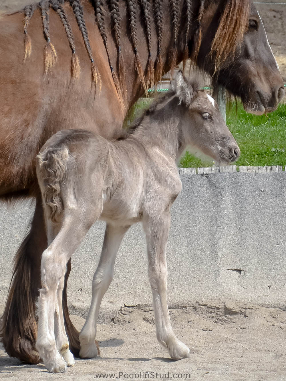 Smokey Silber Cob Foal